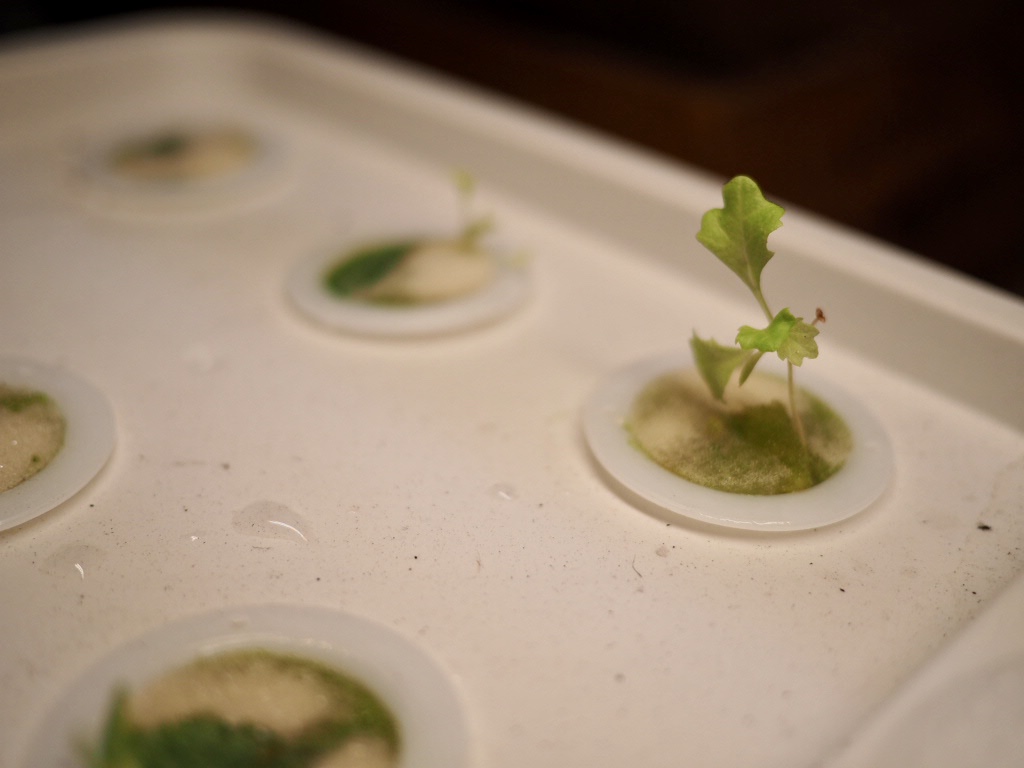 Celebrating Our Failures